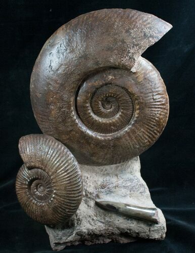 Impressive Hammatoceras Ammonite Sculpture - #7988